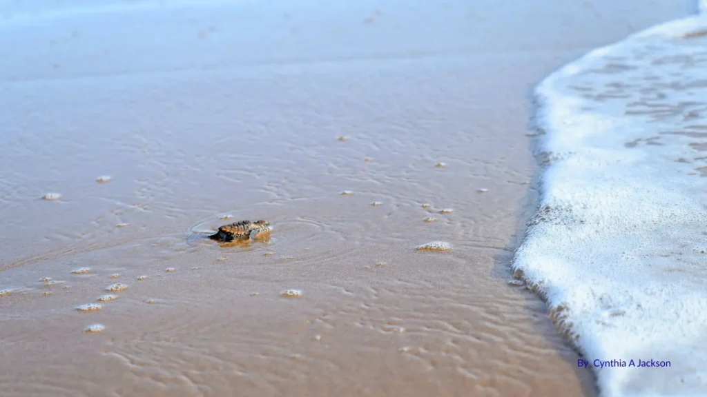 Mon Repos Beach, Bundaberg Queensland, showing sandy shoreline and turtle hatchling making its way to the ocean during nesting season