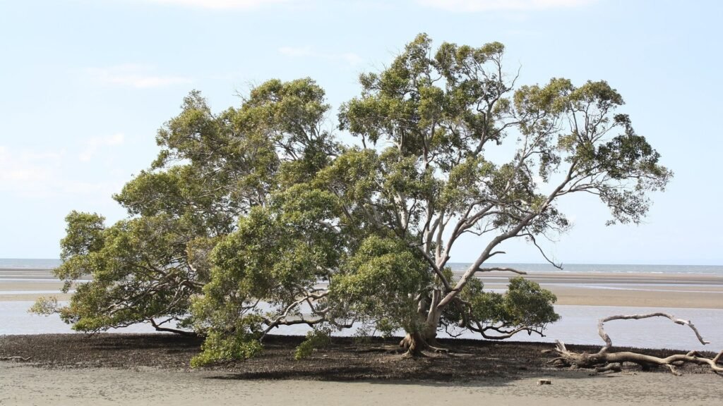 Birdwatchers at Nudgee Beach, a popular nature spot near Brisbane