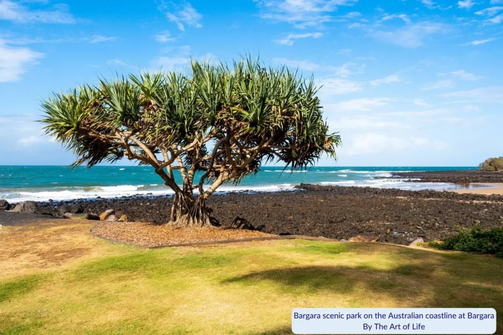 Pandanus tree in a grassy coastal park overlooking black volcanic rocks and turquoise waves at Bargara Beach in Queensland, under a bright blue sky