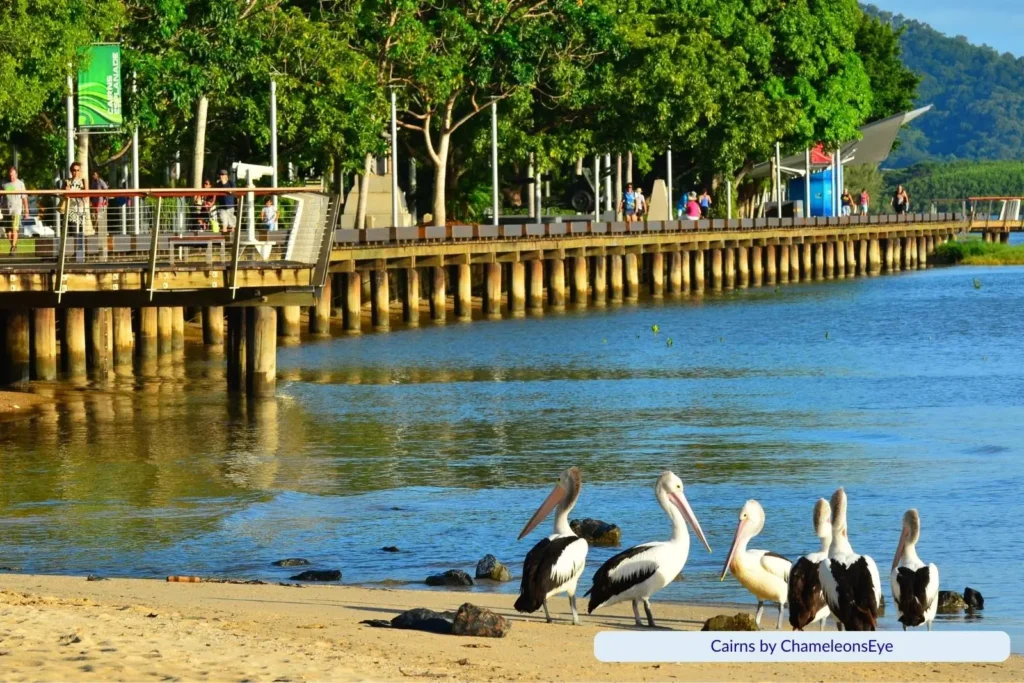 Pelicans standing on the sandy shore near Cairns Esplanade Lagoon, with people walking along the timber boardwalk lined with green trees and waterfront views.