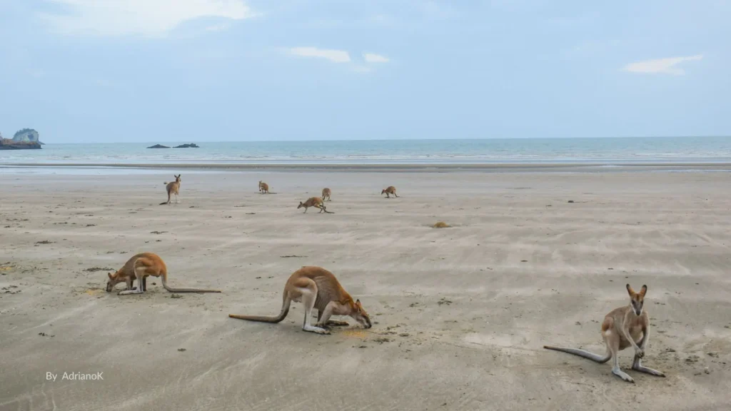Wallabies and kangaroos feeding on the sand at sunrise on Cape Hillsborough Beach, with the Coral Sea in the background, Queensland.