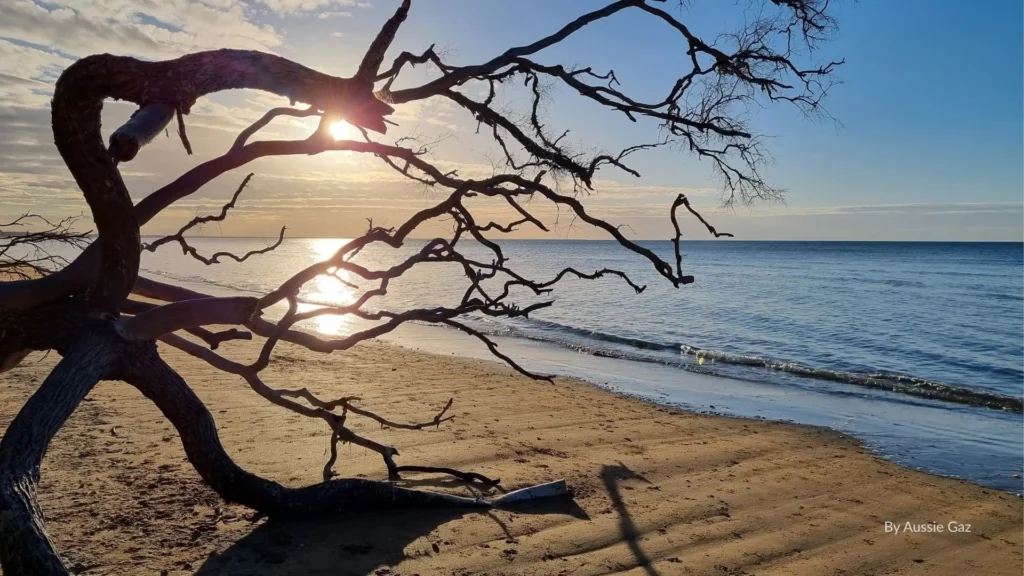 Sunset over Dundowran Beach with driftwood tree in the foreground, calm ocean waters, and sandy shoreline near Hervey Bay, Queensland.