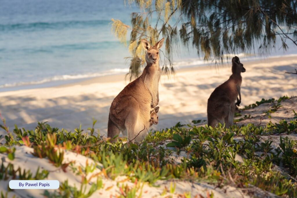 Kangaroos grazing in coastal vegetation with the sandy shoreline and blue ocean of Ocean Beach in the background, Bribie Island, Queensland.