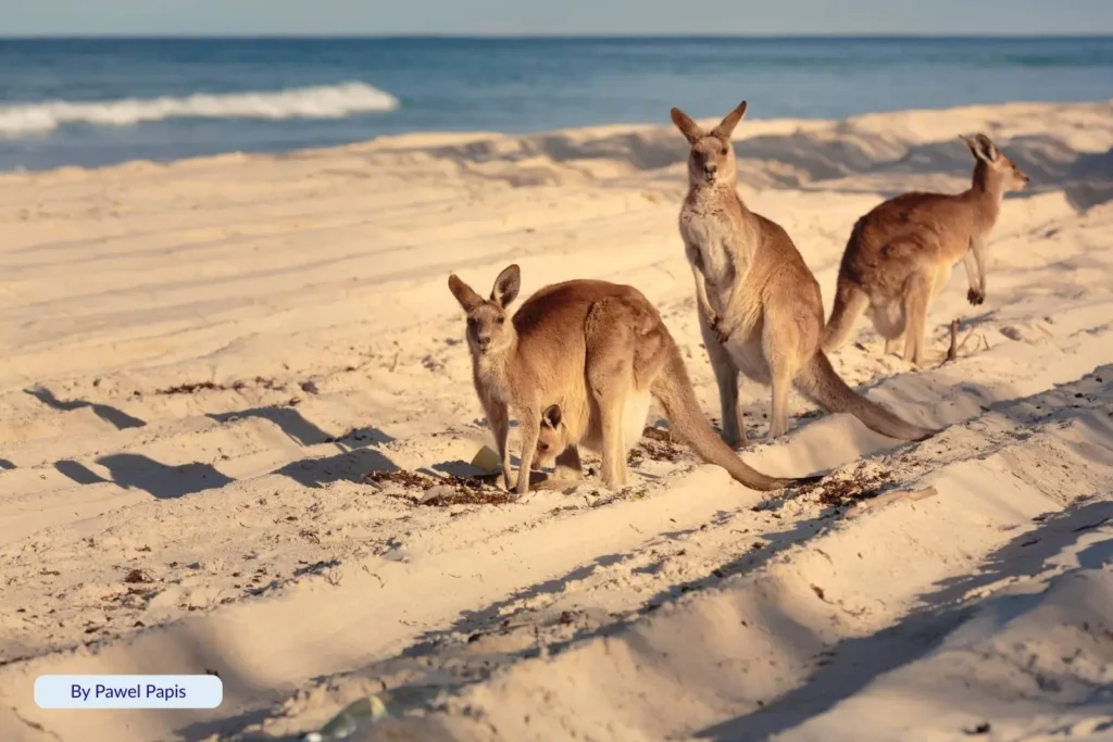 Group of kangaroos standing on the sandy shoreline of Ocean Beach with waves in the background, Bribie Island, Queensland.