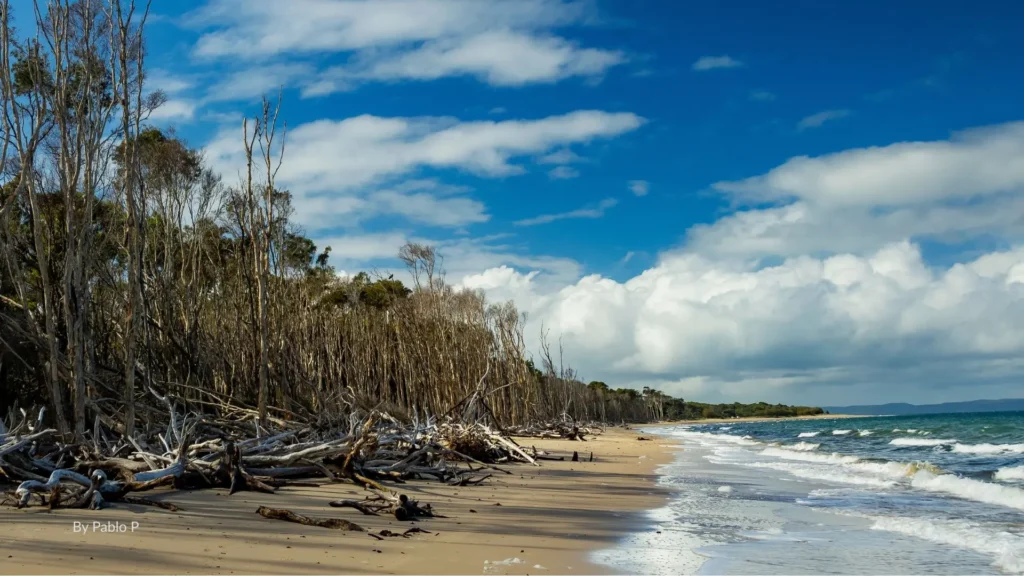 Sandy shoreline of Red Beach on Bribie Island with driftwood trees, gentle waves, and blue skies over Moreton Bay, Queensland, Australia.