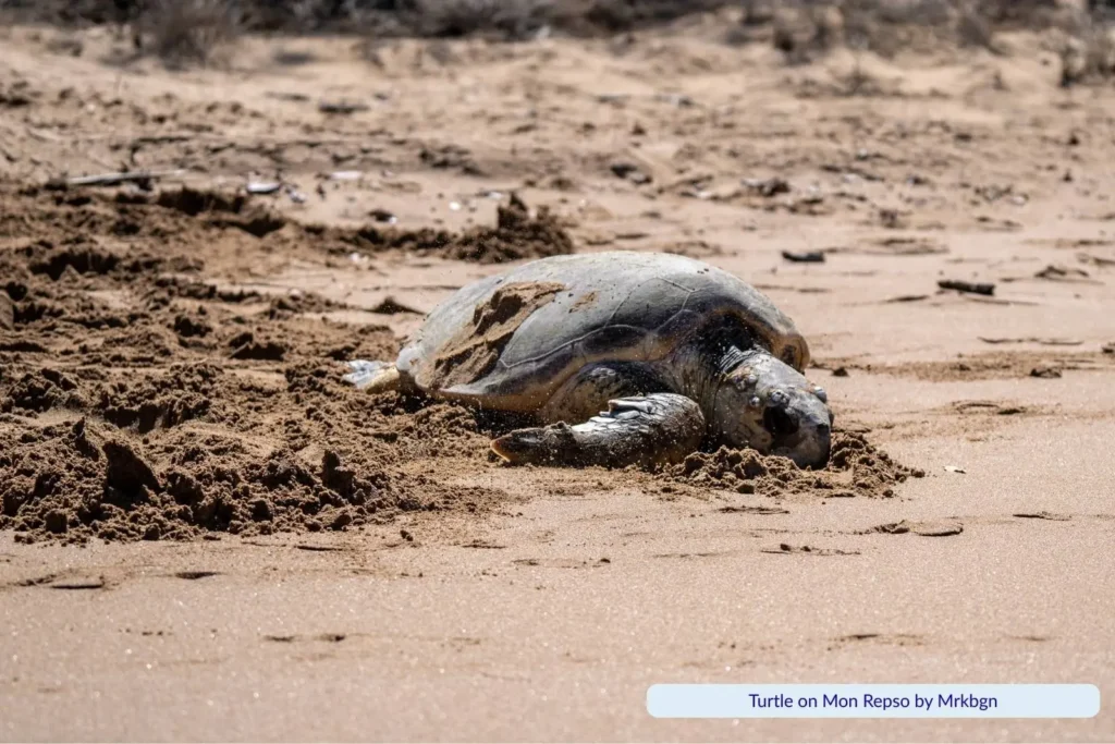 Sea turtle resting on the sandy shore of Mon Repos Beach in Bundaberg, Queensland, known for its turtle nesting and conservation programs.