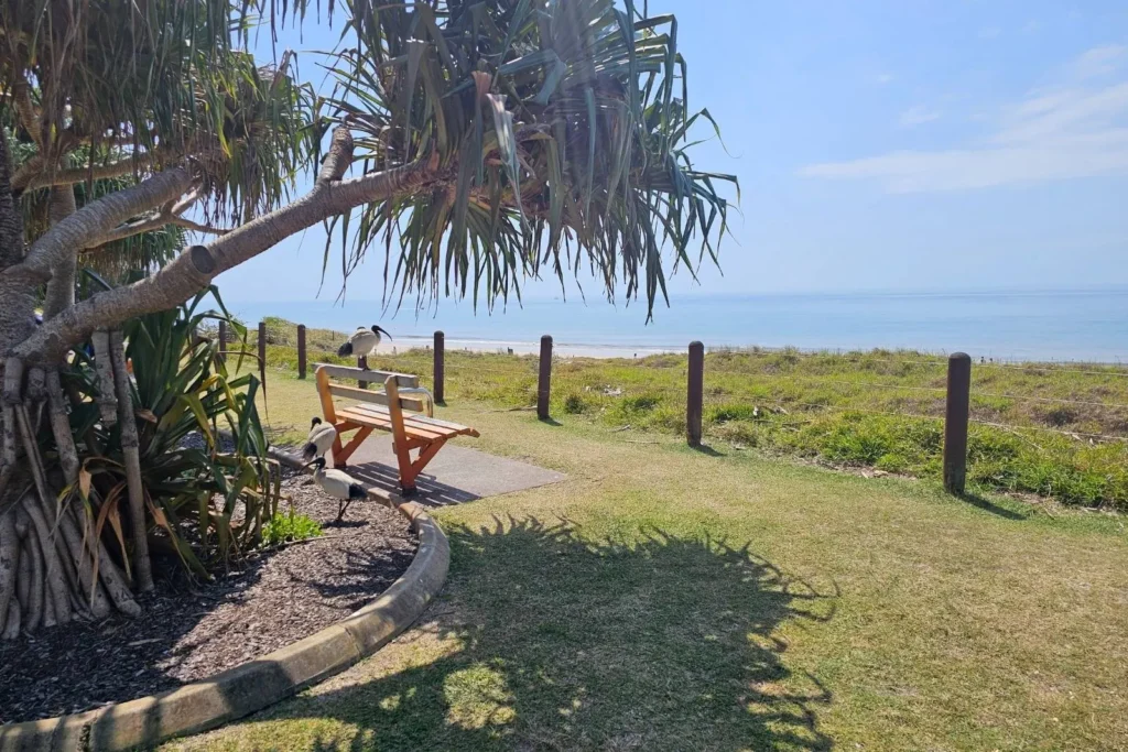 Scenic lookout at Woorim Beach on Bribie Island QLD, with wooden bench under pandanus trees overlooking grassy dunes and the ocean.