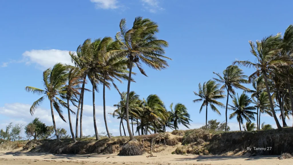 Palm trees swaying above the sandy foreshore at Zilzie Beach with clear blue sky, Emu Park region, Capricorn Coast, Queensland.