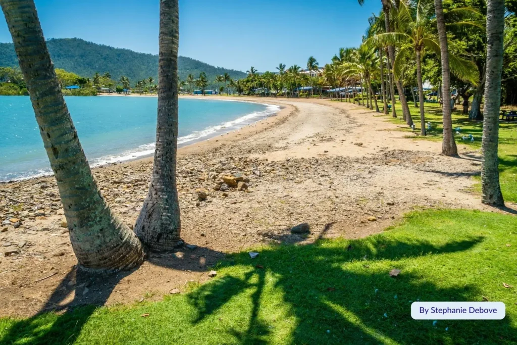 Tropical palm trees lining the sandy foreshore and calm bay at Airlie Beach, Whitsunday Coast, Queensland, Australia.