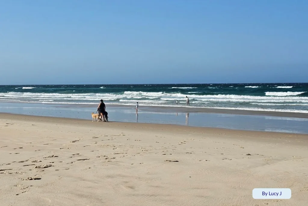 Person sitting with two dogs on the wet sand at Bilinga Beach, Gold Coast, watching gentle surf roll in on a sunny day.