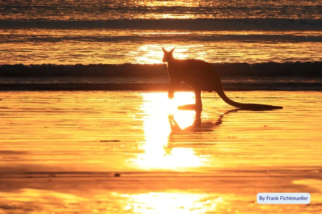 Kangaroo on the golden sands of Bucasia Beach near Mackay, Queensland, at sunrise, reflecting in the water with gentle waves in the background