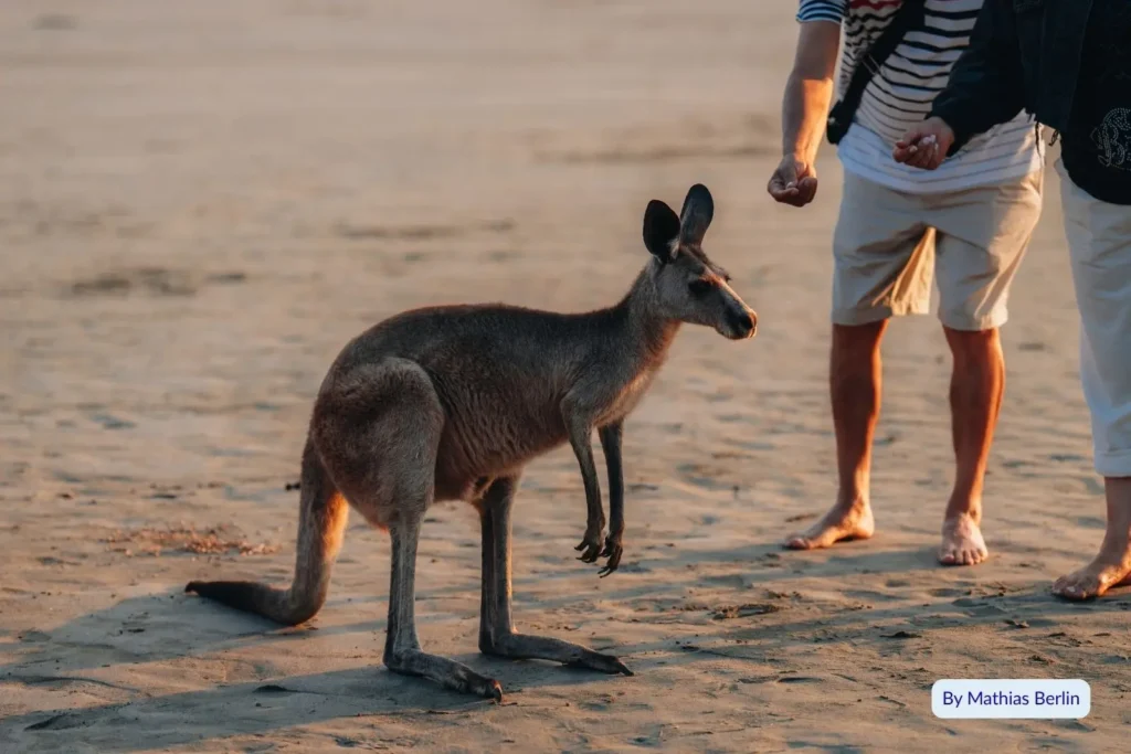 Kangaroo interacting with visitors on the sand at Cape Hillsborough Beach, Queensland, during the famous sunrise wildlife encounter
