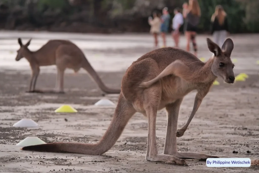 Kangaroos on the sand at Cape Hillsborough Beach near Mackay, Queensland, at sunrise with visitors watching the iconic wildlife experience