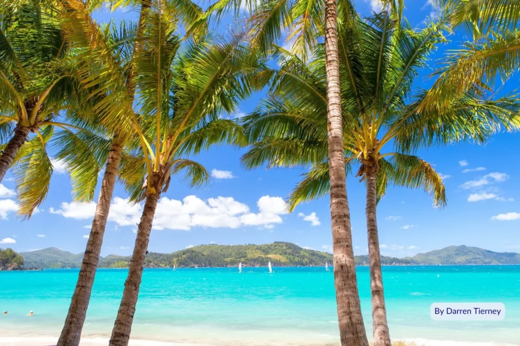 View through palm trees framing the turquoise sea and white sand at Catseye Beach, Hamilton Island, Whitsundays, Queensland.