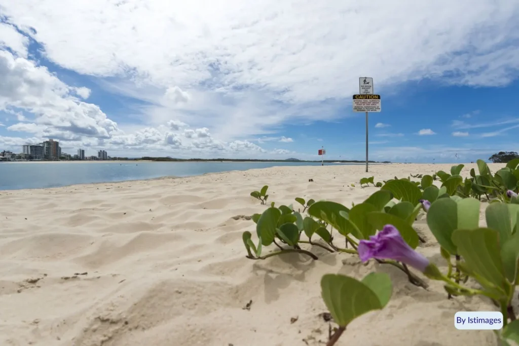 Coastal dunes with beach morning glory flowers and caution sign at Cotton Tree Beach, Sunshine Coast, Queensland, Australia