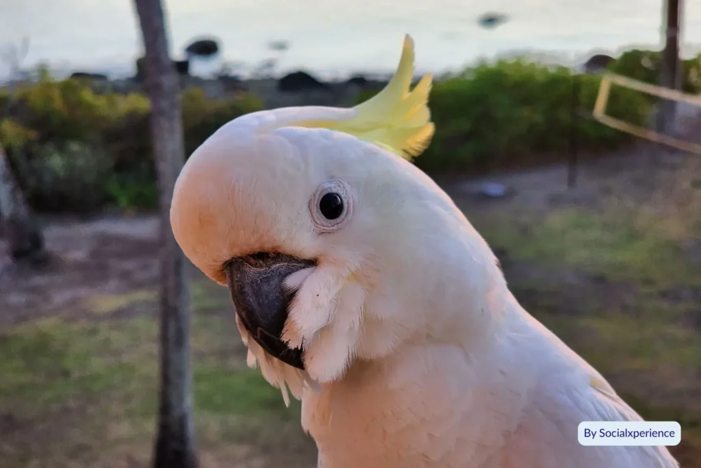 Close-up of white cockatoo with yellow crest near the shoreline on Daydream Island, Queensland, Australia.