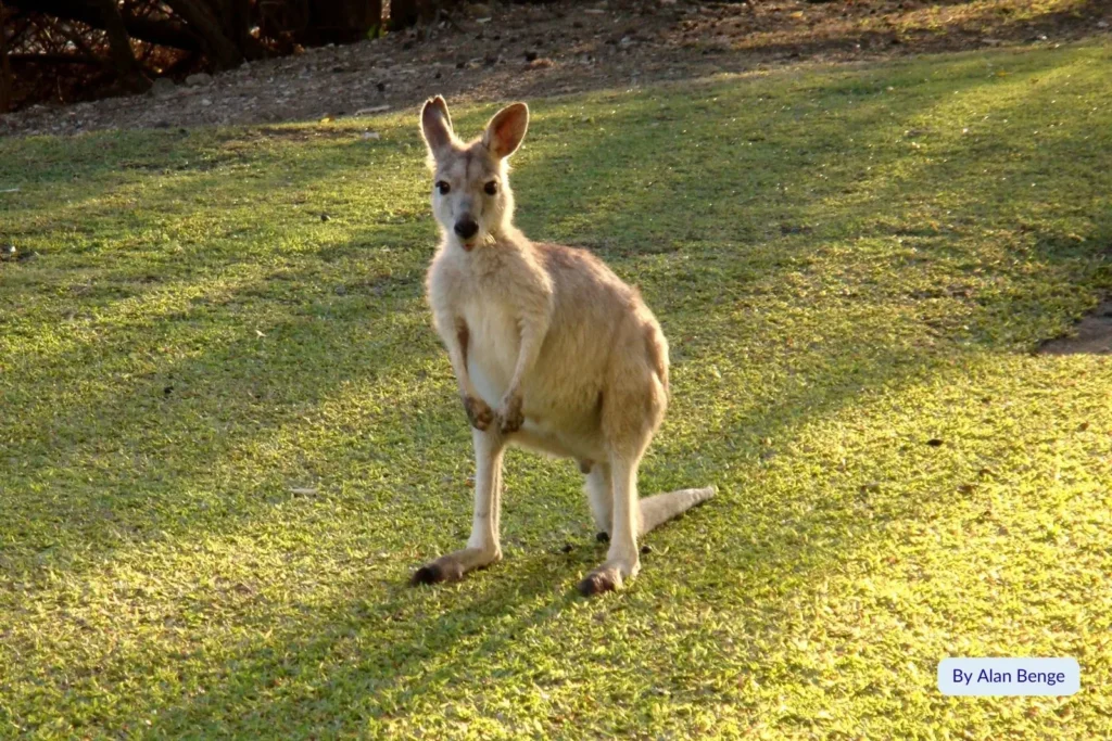 Kangaroo standing on grassy area surrounded by tropical greenery on Daydream Island, Whitsundays, Queensland.