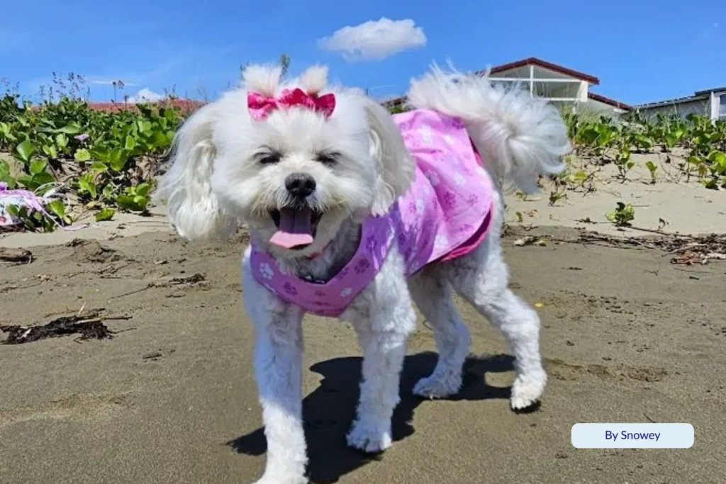 Small white dog wearing a pink dress standing on the sand at Nudgee Beach, Brisbane, Queensland.