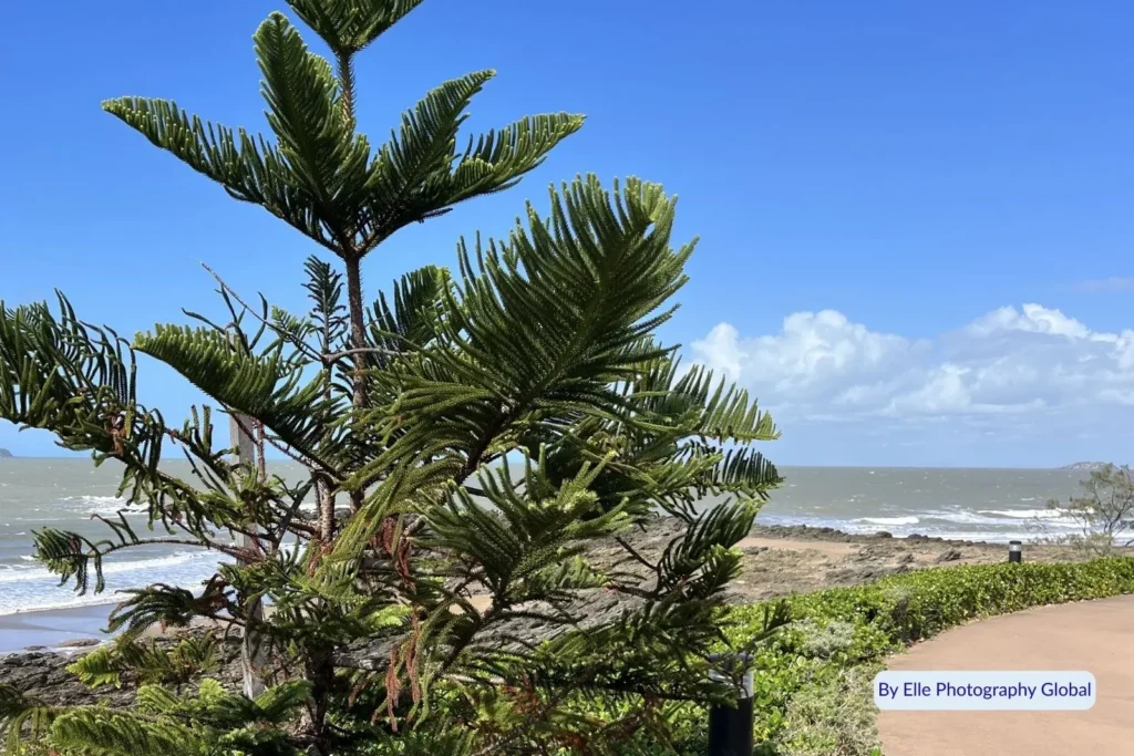 Pandanus tree overlooking the sandy shoreline and gentle waves at Emu Park Main Beach on the Capricorn Coast, Queensland