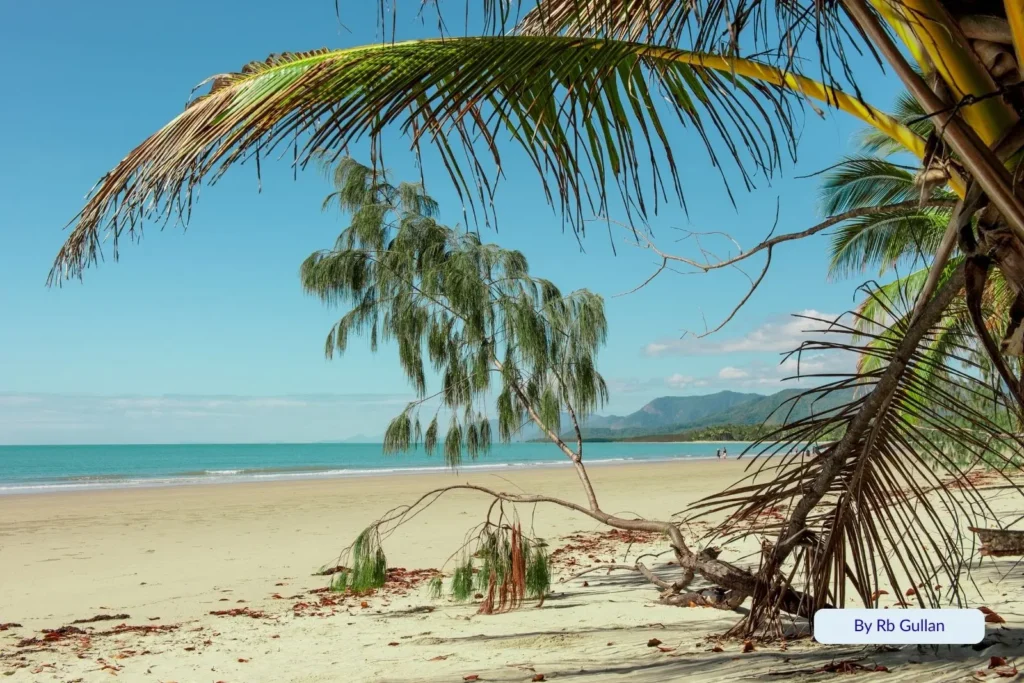 Golden sand and tropical palm trees leaning toward turquoise waters at Four Mile Beach, Port Douglas, Queensland, Australia