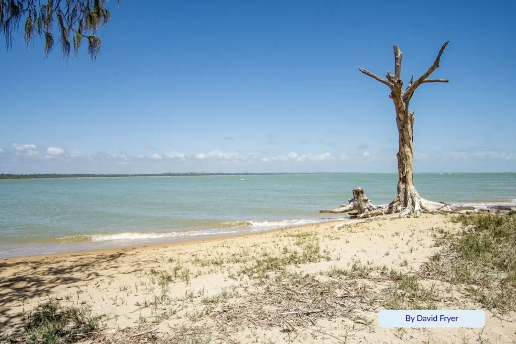 Weathered driftwood tree on the sandy shore of Gatakers Bay Beach, Point Vernon Hervey Bay, overlooking still blue water under a clear Queensland sky.