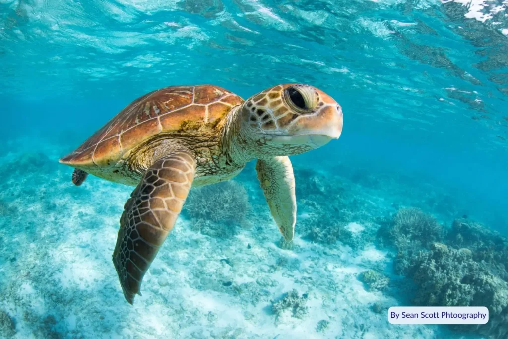 Sea turtle swimming over coral reef near Green Island in crystal-clear tropical waters, Great Barrier Reef, Queensland, Australia.