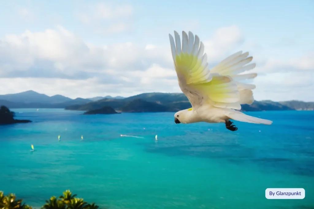 White cockatoo flying over turquoise ocean and Whitsunday Islands near Hamilton Island, Great Barrier Reef, Queensland, Australia.
