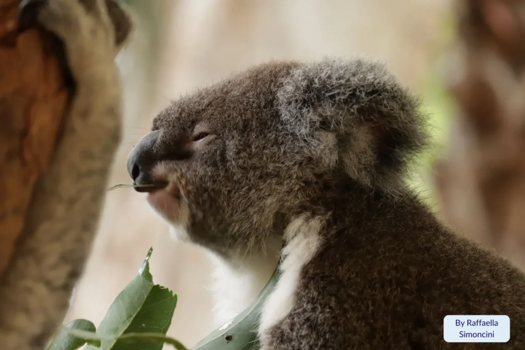 Close-up of a sleeping koala resting in eucalyptus branches on Hamilton Island, Whitsundays, Queensland, Australia.