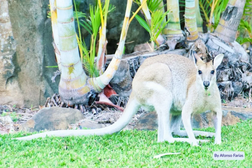 Kangaroo standing on grassy resort grounds surrounded by tropical palms on Hamilton Island, Whitsundays, Queensland, Australia.