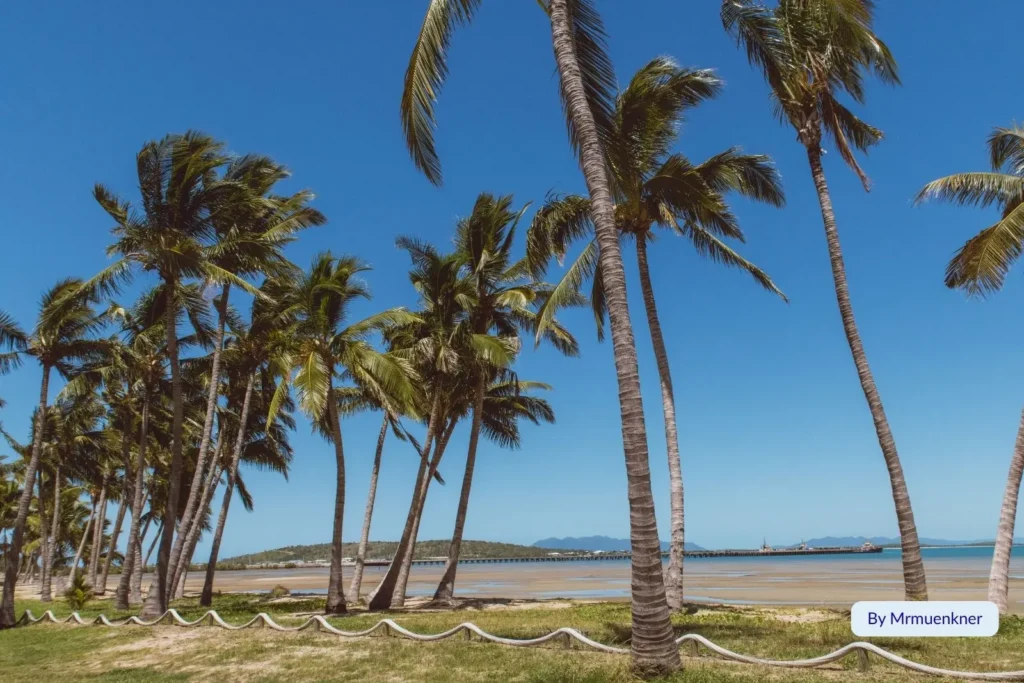 Row of leaning palm trees along the foreshore at Harbour Beach in Mackay, Queensland, overlooking the wide tidal bay and blue sky