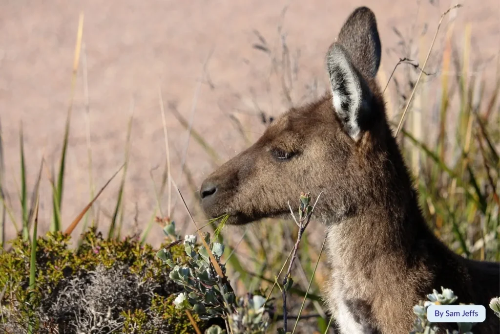 Kangaroo resting among coastal grassland on Hayman Island, Whitsundays, Queensland, Australia.