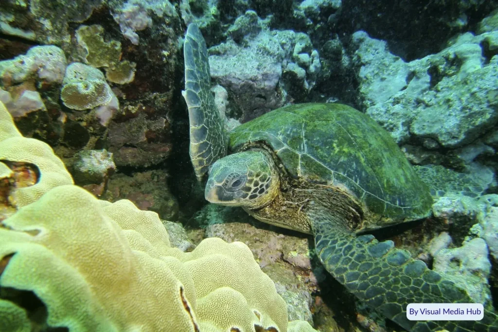 Green sea turtle swimming among coral formations near Hayman Island, Great Barrier Reef, Queensland, Australia.