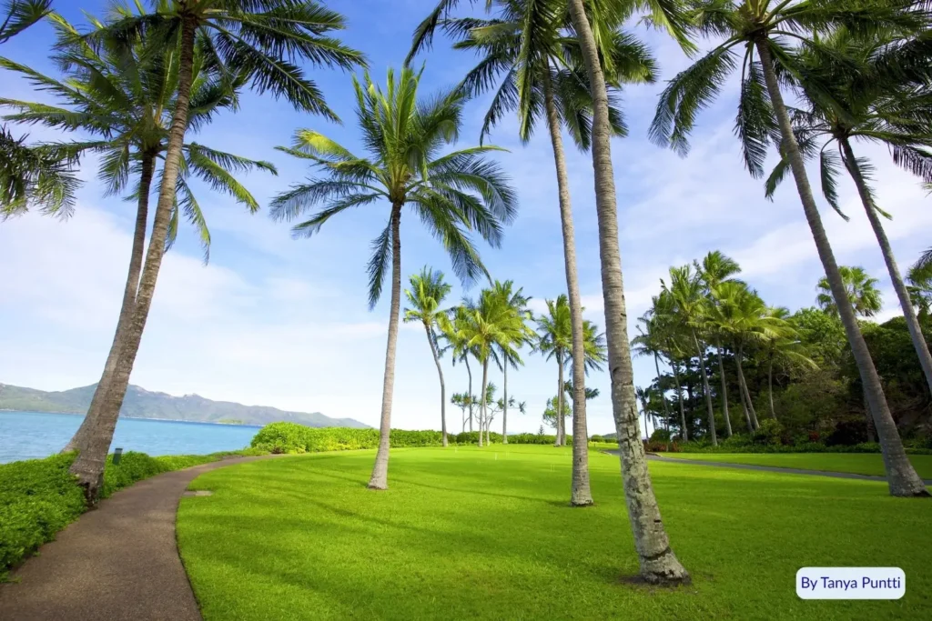 Tropical palm-lined walking path with ocean views and lush green lawns on Hayman Island, Whitsundays, Queensland, Australia.
