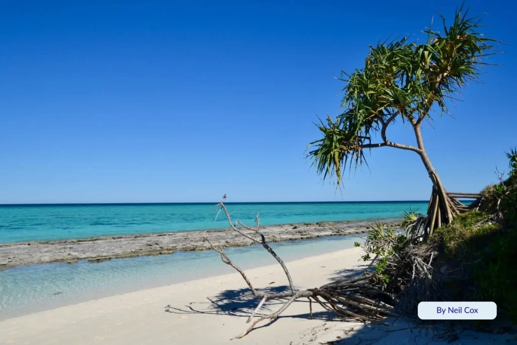 White sandy shoreline with pandanus tree and clear aquamarine water on Heron Island, Great Barrier Reef, Queensland, Australia.