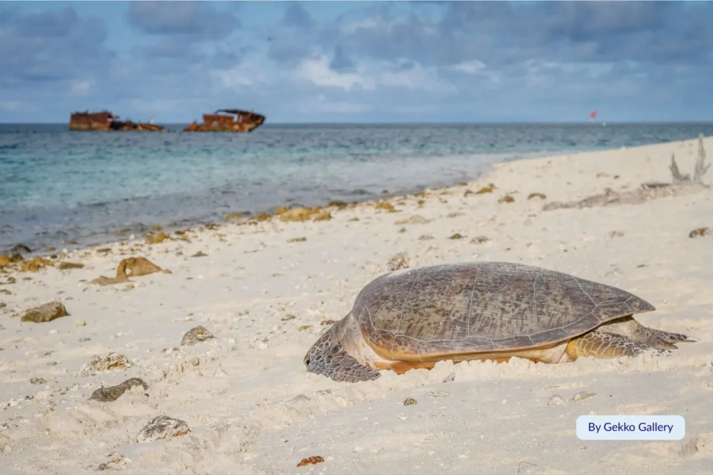 Green turtle resting on the sandy beach near shipwreck remains on Heron Island, Great Barrier Reef, Queensland.