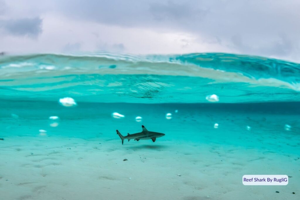 Juvenile reef shark swimming in shallow turquoise water near the coral lagoon at Heron Island, southern Great Barrier Reef, Queensland.