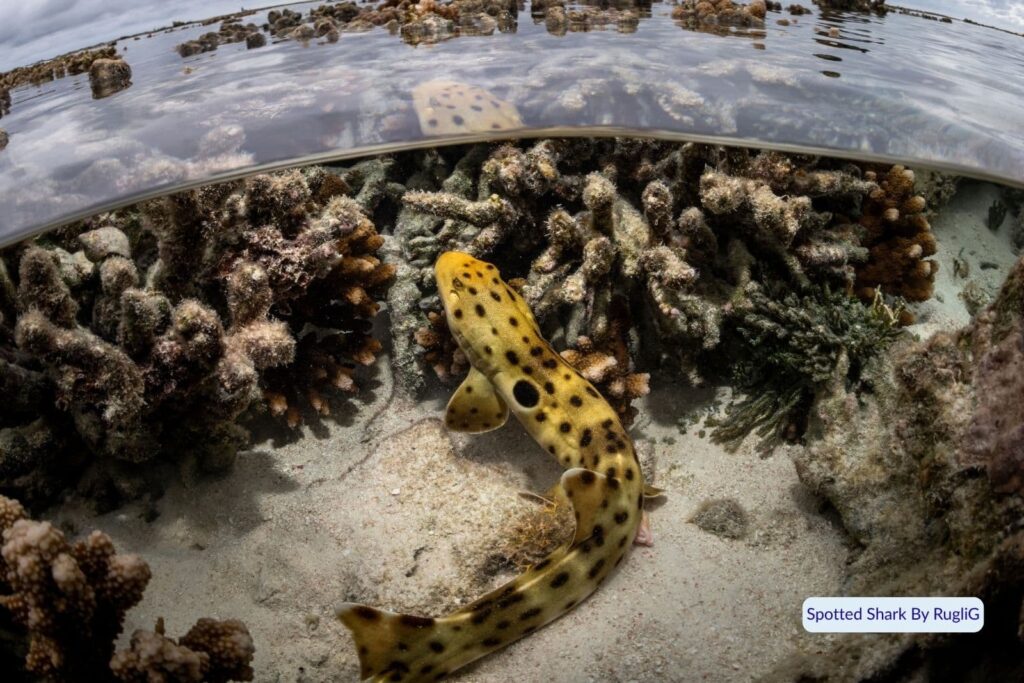 Small spotted shark swimming among coral and rock pools at Heron Island reef, Great Barrier Reef, Queensland