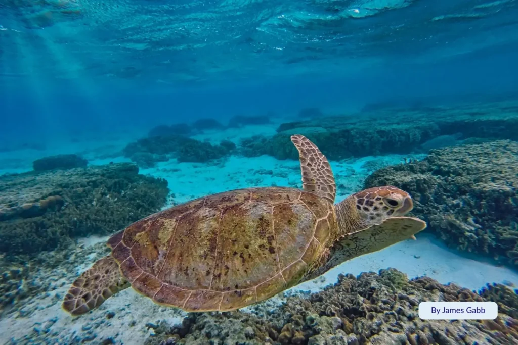 Green sea turtle gliding over coral reef in crystal-clear waters near Heron Island, Great Barrier Reef, Queensland.