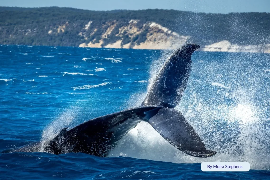 Humpback whale diving in the calm blue waters of Hervey Bay, Queensland, with its tail fluke splashing near Fraser Island (K’gari) in the background.