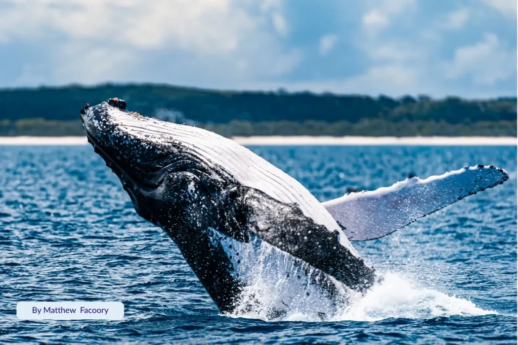 Humpback whale breaching in the calm, sheltered waters of Hervey Bay, Queensland, with Fraser Island (K’gari) in the background — a world-renowned whale-watching destination on the Fraser Coast 