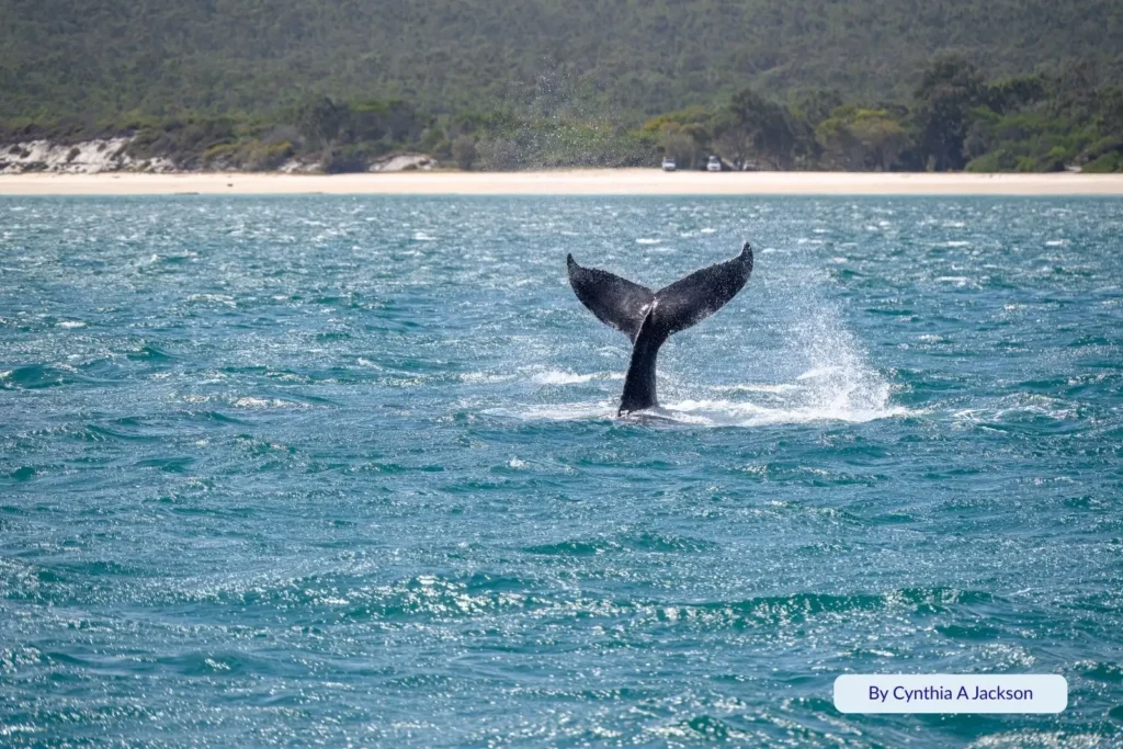 Humpback whale tail rising above the blue waters near Hervey Bay during whale-watching season.