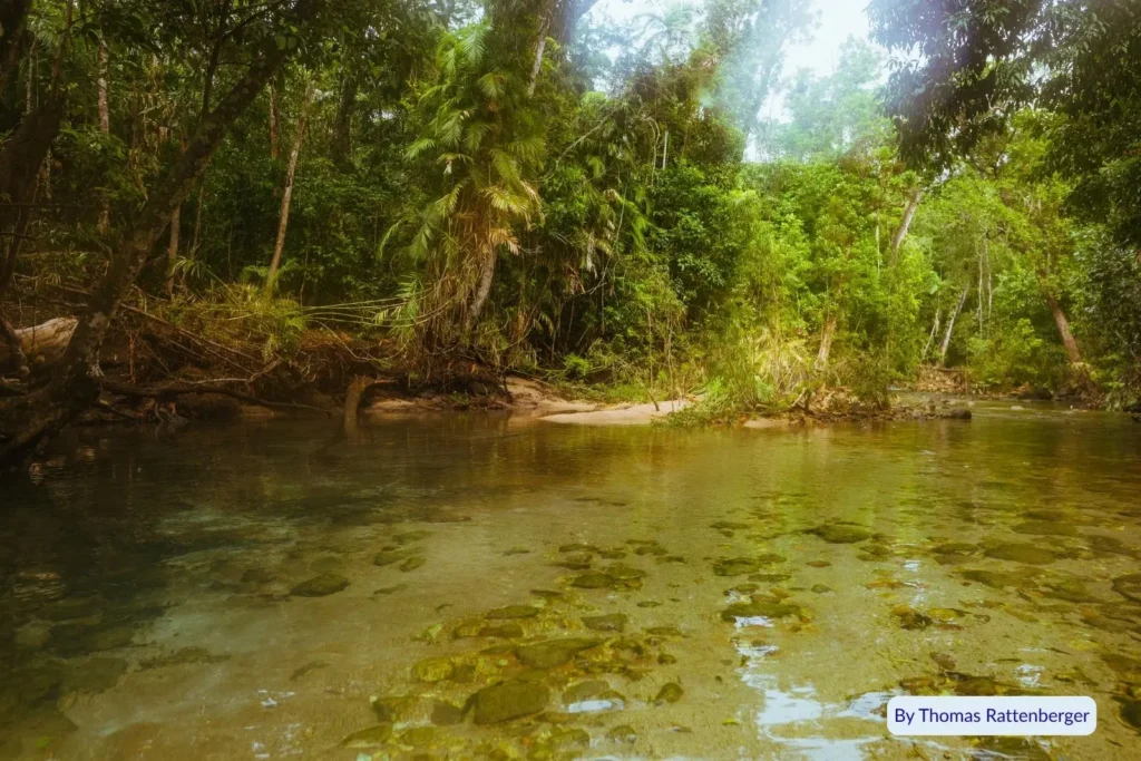 Clear rainforest creek surrounded by dense tropical vegetation in Hinchinbrook Island National Park, Queensland