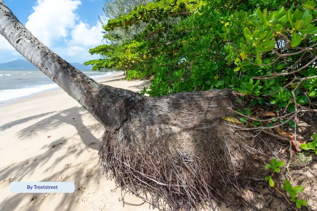 Leaning coconut palm and lush green vegetation along the soft sand of Holloways Beach, Cairns, Queensland, on a bright tropical day.