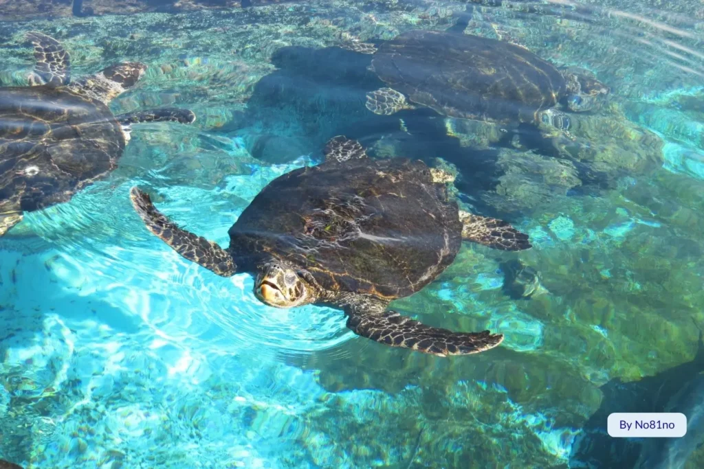 Green sea turtles swimming in the crystal-clear waters off Kemp Beach on the Capricorn Coast, Queensland.
