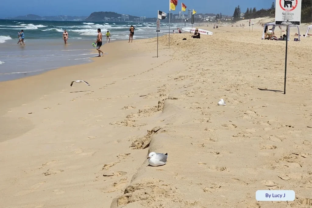 Swimmers and seagulls enjoying the patrolled section of Kurrawa Beach near lifeguard flags with ocean waves rolling in, Gold Coast, Queensland