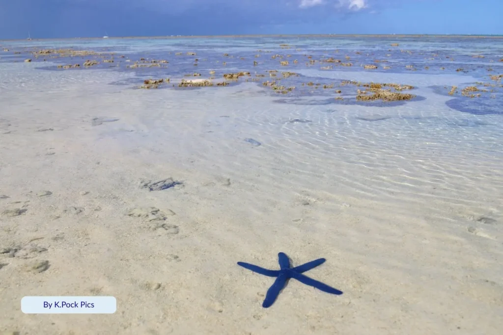 Blue starfish resting on shallow coral sand flats at Lady Musgrave Island, Great Barrier Reef, Queensland.