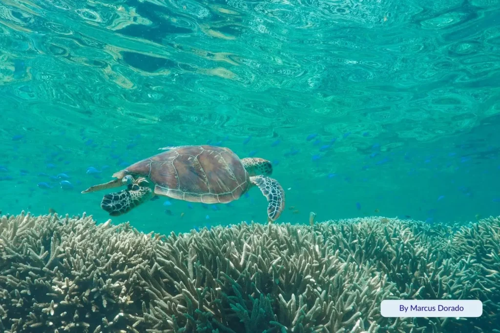 Green sea turtle swimming above coral reef in crystal-clear lagoon at Lady Musgrave Island, Queensland, surrounded by small tropical fish