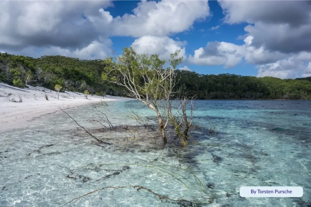 Tree roots and reflections in the clear shallows of Lake McKenzie, highlighting the pristine freshwater and natural beauty of K’gari.
