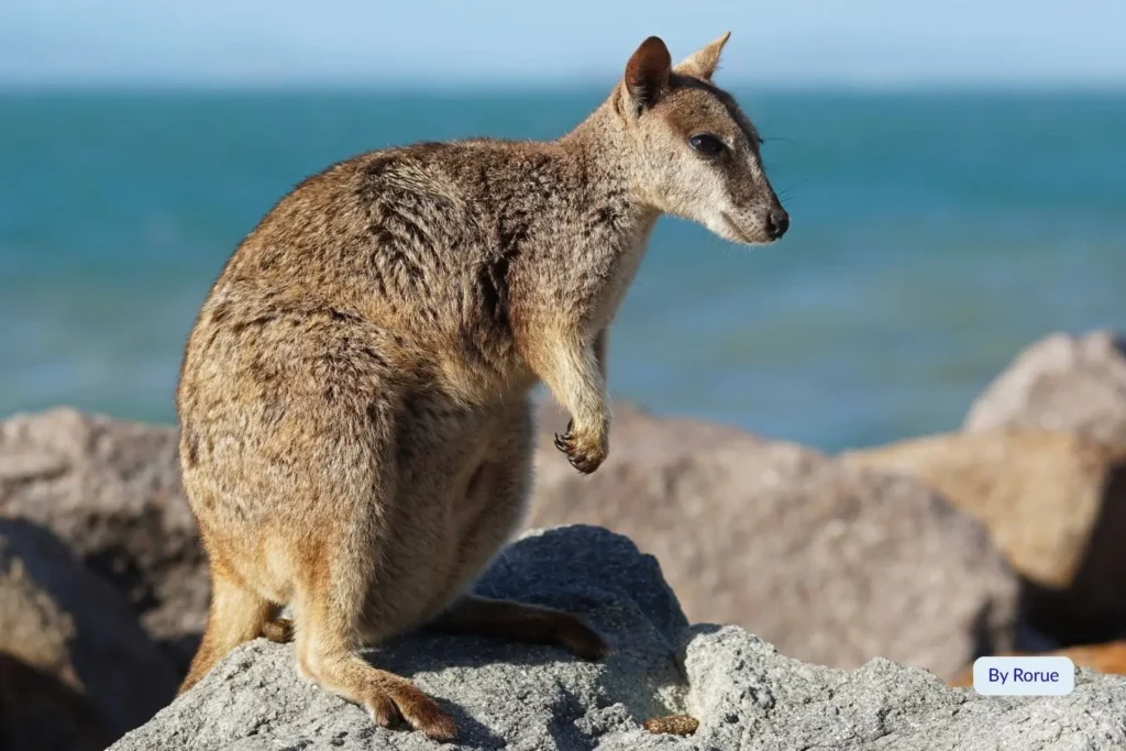 Rock wallaby perched on coastal rocks overlooking the ocean at Magnetic Island, North Queensland.