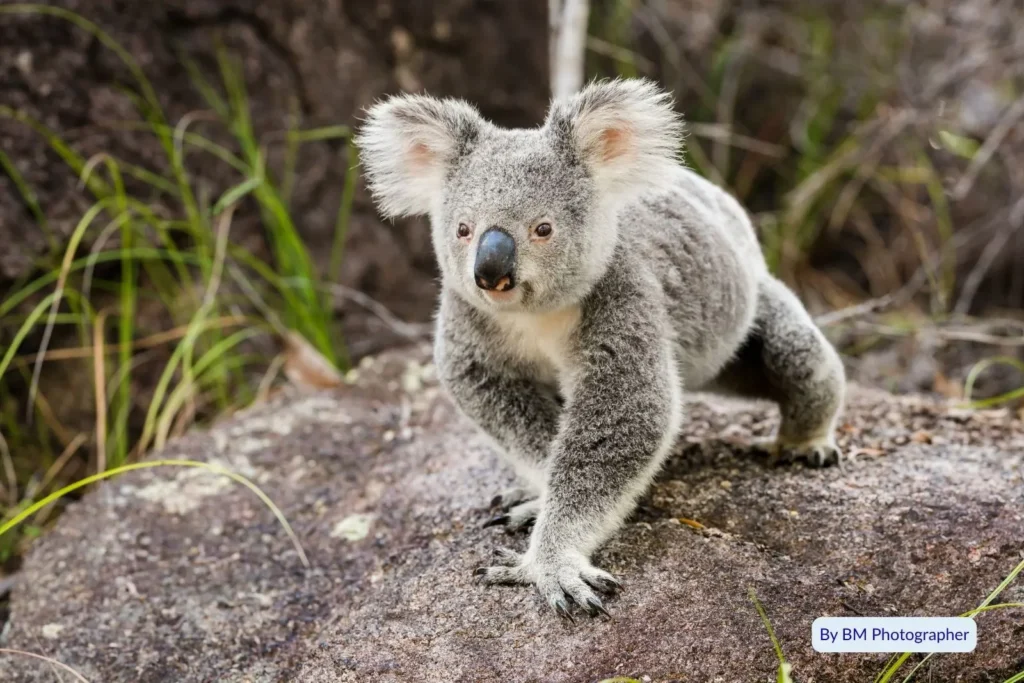 Wild koala resting on granite rocks surrounded by native vegetation on Magnetic Island, Queensland, Australia.